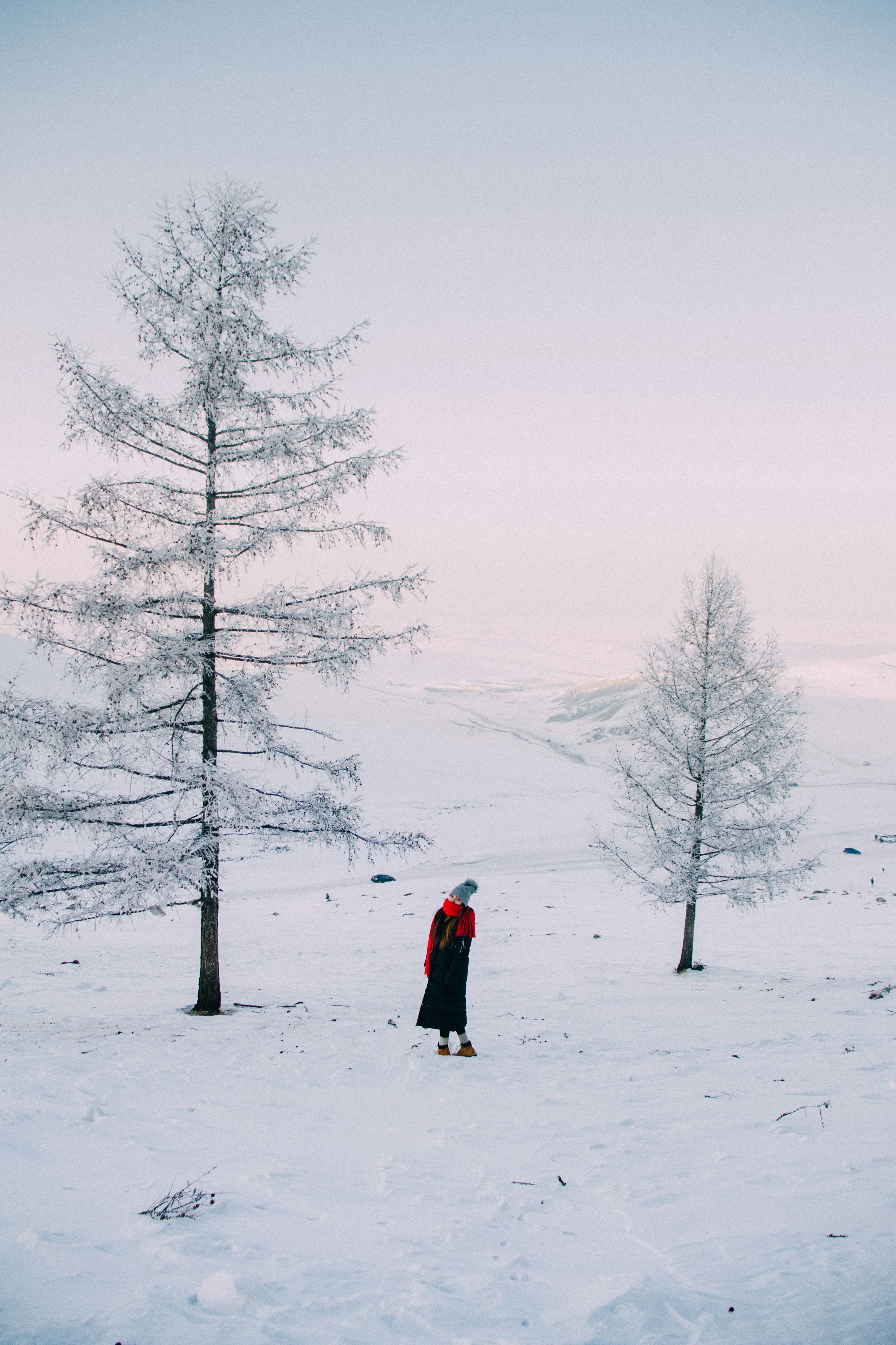 woman standing between two white pine trees at daytime